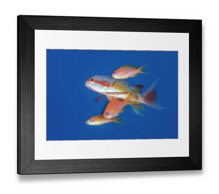 Framed Print : Three Scalefin anthias (Pseudanthias squamipinnis) females, joining a larger male on a spawning rise, Sha'ab Abu Nuhas, Egypt, Red Sea Framed Print : Three Scalefin anthias (Pseudanthias squamipinnis) females, joining a larger male on a spawning rise, Sha'ab Abu Nuhas, Egypt, Red Sea