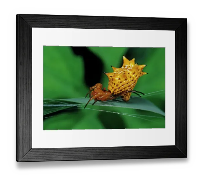 Framed Print : Spined orbweaver spider (Micrathena gracilis) on leaf. El Cielo Biosphere Reserve, Mexico Framed Print : Spined orbweaver spider (Micrathena gracilis) on leaf. El Cielo Biosphere Reserve, Mexico