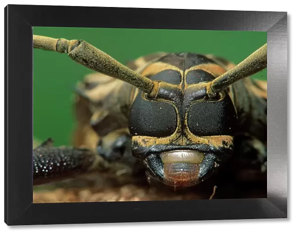 Harlequin beetle (Acrocinus longimanus) headshot close up. Los Tuxtlas Biosphere Reserve, Mexico