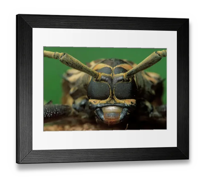 Framed Print : Harlequin beetle (Acrocinus longimanus) headshot close up. Los Tuxtlas Biosphere Reserve, Mexico Framed Print : Harlequin beetle (Acrocinus longimanus) headshot close up. Los Tuxtlas Biosphere Reserve, Mexico