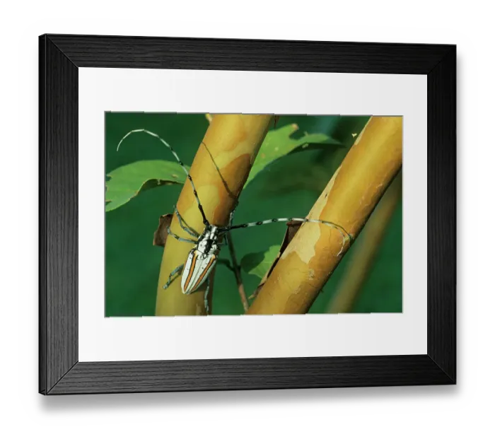 Framed Print : Flat-faced longhorn beetle (Deliathis incana) on branch. Yucatan Peninsula, Quintana Roo state, Mexico Framed Print : Flat-faced longhorn beetle (Deliathis incana) on branch. Yucatan Peninsula, Quintana Roo state, Mexico