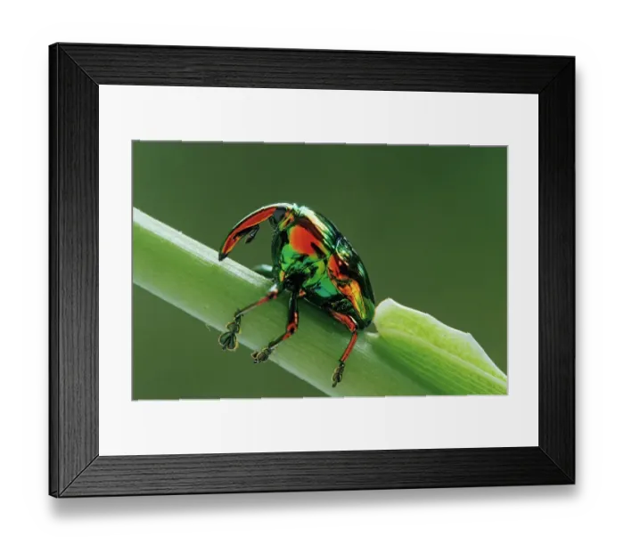 Framed Print : Jewel weevil (Eurhinus magnificus) on stem. El Cielo Biosphere Reserve, Mexico Framed Print : Jewel weevil (Eurhinus magnificus) on stem. El Cielo Biosphere Reserve, Mexico