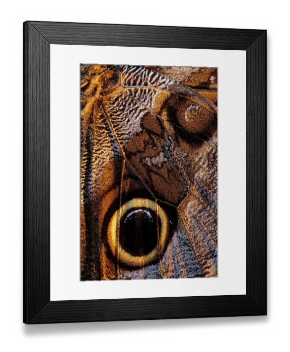 Framed Print : Golden-edged owl-butterfly (Caligo uranus), butterfly captured for the collectors market, wing detail. Montes Azules Biosphere Reserve, Chiapas state, Mexico Framed Print : Golden-edged owl-butterfly (Caligo uranus), butterfly captured for the collectors market, wing detail. Montes Azules Biosphere Reserve, Chiapas state, Mexico