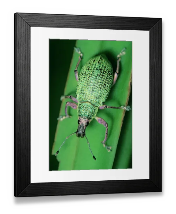 Framed Print : Broad-nosed weevil (Exophthalmus opulentus) on leaf. Los Tuxtlas Biosphere Reserve, Mexico Framed Print : Broad-nosed weevil (Exophthalmus opulentus) on leaf. Los Tuxtlas Biosphere Reserve, Mexico