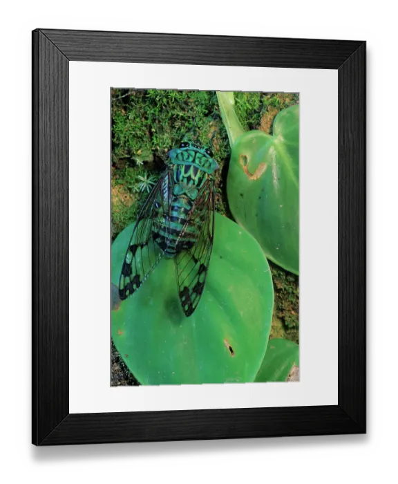Framed Print : Emerald cicada (Zammara smaragdina) on leaves. Montes Azules Biosphere Reserve, Chiapas state, Mexico Framed Print : Emerald cicada (Zammara smaragdina) on leaves. Montes Azules Biosphere Reserve, Chiapas state, Mexico