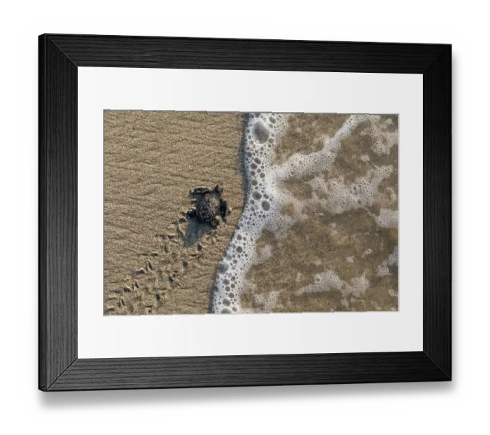 Framed Print : Olive ridley turtle (Lepidochelys olivacea) newborn hatchling arriving at Pacific ocean during arribada, mass nesting event. Pacific coast, Oaxaca state, Mexico. November Framed Print : Olive ridley turtle (Lepidochelys olivacea) newborn hatchling arriving at Pacific ocean during arribada, mass nesting event. Pacific coast, Oaxaca state, Mexico. November