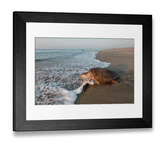Framed Print : Olive ridley turtle (Lepidochelys olivacea) returning to Pacific ocean after arribada, mass nesting event. Pacific coast, Oaxaca state, Mexico. November Framed Print : Olive ridley turtle (Lepidochelys olivacea) returning to Pacific ocean after arribada, mass nesting event. Pacific coast, Oaxaca state, Mexico. November