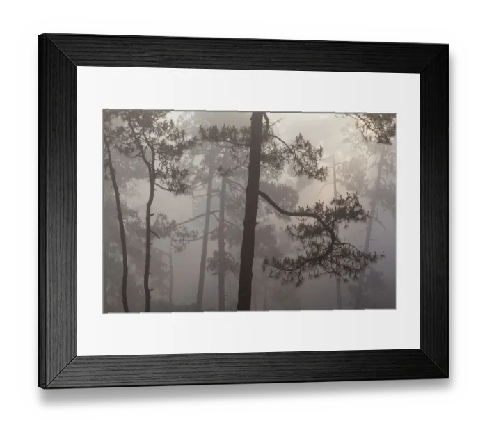Framed Print : Misty Pine (Pinus) forest. Milpa Alta forest, outskirts of Mexico City, Mexico. June Framed Print : Misty Pine (Pinus) forest. Milpa Alta forest, outskirts of Mexico City, Mexico. June