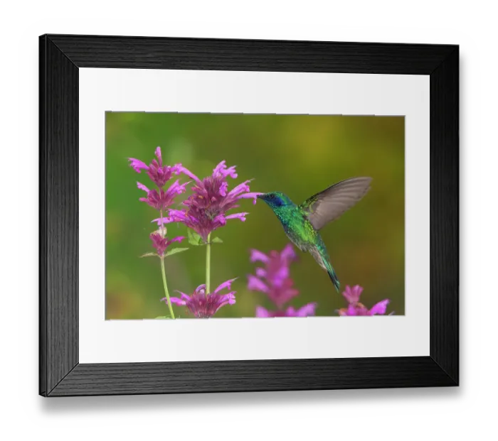 Framed Print : Mexican violetear hummingbird (Colibri thalassinus) feeding on pink wildflower. Milpa Alta forest, outskirts of Mexico City, Mexico. September Framed Print : Mexican violetear hummingbird (Colibri thalassinus) feeding on pink wildflower. Milpa Alta forest, outskirts of Mexico City, Mexico. September