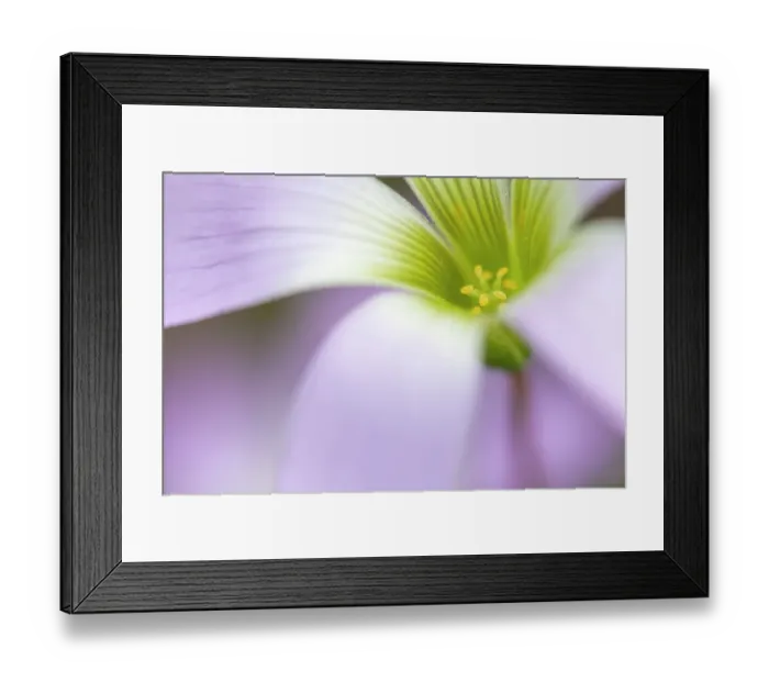 Framed Print : Broadleaf woodsorrel (Oxalis latifolia) in flower, close up. Milpa Alta forest, outskirts of Mexico City, Mexico. August Framed Print : Broadleaf woodsorrel (Oxalis latifolia) in flower, close up. Milpa Alta forest, outskirts of Mexico City, Mexico. August