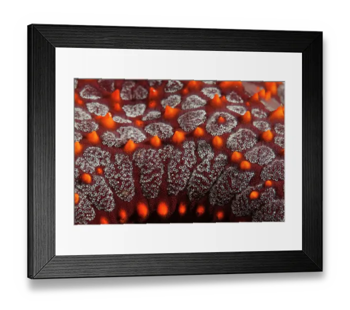 Framed Print : Panamic cushion sea star (Pentaceraster cumingi) detail. Huatulco Bays National Park, Oaxaca state, Mexico, Pacific Ocean. November Framed Print : Panamic cushion sea star (Pentaceraster cumingi) detail. Huatulco Bays National Park, Oaxaca state, Mexico, Pacific Ocean. November