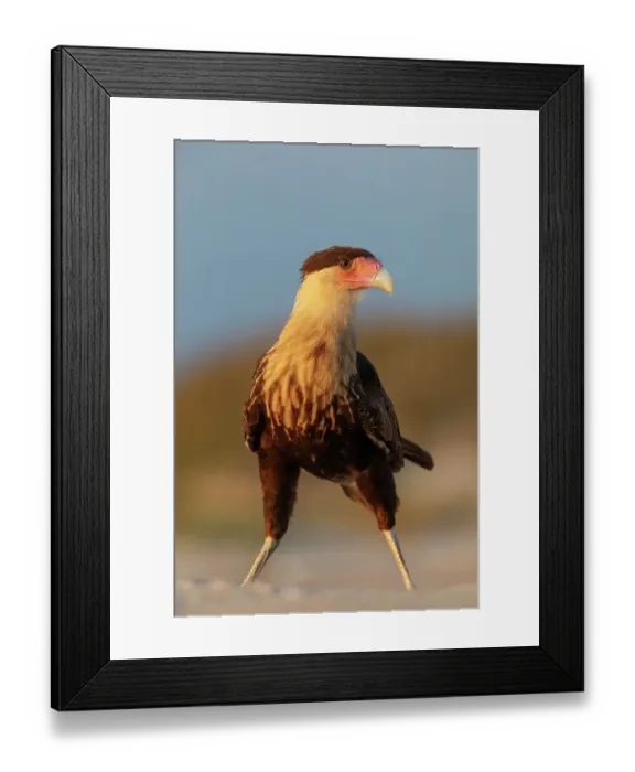 Framed Print : Crested caracara (Caracara cheriway) juvenile, on beach. Oaxaca state, Mexico. November Framed Print : Crested caracara (Caracara cheriway) juvenile, on beach. Oaxaca state, Mexico. November
