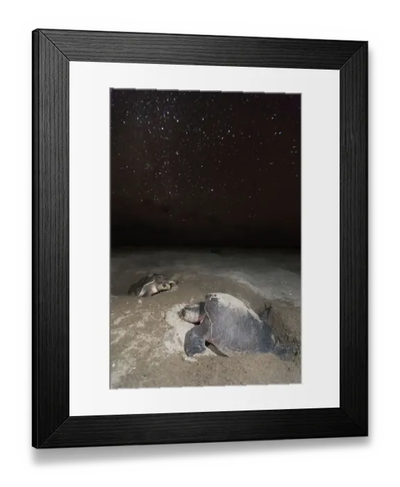 Framed Print : Olive ridley turtle (Lepidochelys olivacea) laying eggs in sand under starry night during arribada, mass nesting event. Pacific coast, Oaxaca state, Mexico. November Framed Print : Olive ridley turtle (Lepidochelys olivacea) laying eggs in sand under starry night during arribada, mass nesting event. Pacific coast, Oaxaca state, Mexico. November