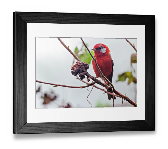 Framed Print : Red warbler (Cardellina rubra) perched on branch. Milpa Alta forest, outskirts of Mexico City, Mexico. September Framed Print : Red warbler (Cardellina rubra) perched on branch. Milpa Alta forest, outskirts of Mexico City, Mexico. September