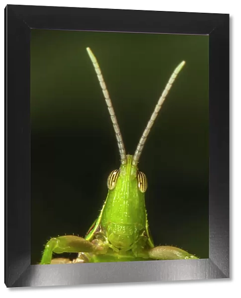 Chapuline grasshopper (Sphenarium mexicanum) portrait. Los Tuxtlas rainforest, Mexico, . July