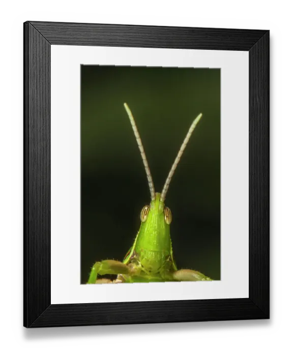 Framed Print : Chapuline grasshopper (Sphenarium mexicanum) portrait. Los Tuxtlas rainforest, Mexico. July Framed Print : Chapuline grasshopper (Sphenarium mexicanum) portrait. Los Tuxtlas rainforest, Mexico. July