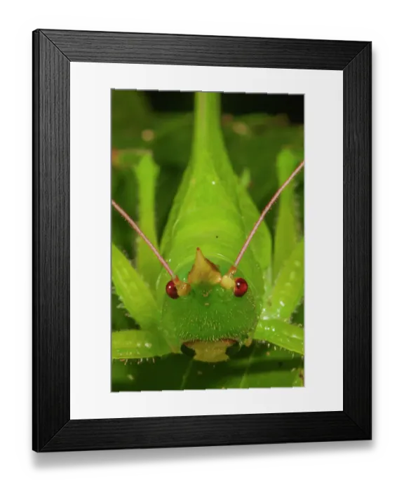 Framed Print : Katydid (Copiphora) portrait. Los Tuxtlas Biosphere Reserve, Mexico. July Framed Print : Katydid (Copiphora) portrait. Los Tuxtlas Biosphere Reserve, Mexico. July
