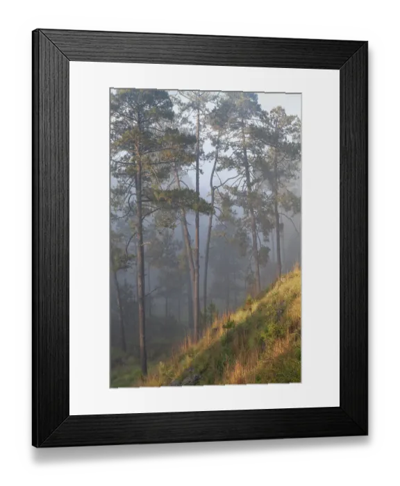 Framed Print : Misty Pine (Pinus) forest. Milpa Alta forest, outskirts of Mexico City, Mexico. June