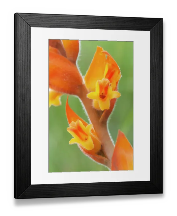 Framed Print : Orange colored dichromanthus orchid (Dichromanthus aurantiacus) in flower. Milpa Alta forest, outskirts of Mexico City, Mexico. June