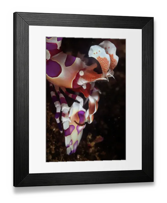 Framed Print : Harlequin Shrimp (Hymenocera elegans) on sea floor. Huatulco Bays National Park, Oaxaca state, Mexico, Pacific Ocean. November Framed Print : Harlequin Shrimp (Hymenocera elegans) on sea floor. Huatulco Bays National Park, Oaxaca state, Mexico, Pacific Ocean. November