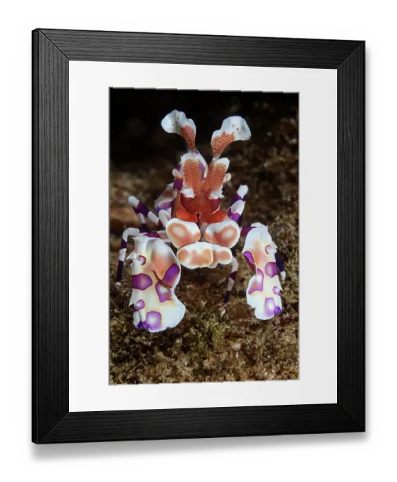 Framed Print : Harlequin Shrimp (Hymenocera elegans) on sea floor. Huatulco Bays National Park, Oaxaca state, Mexico, Pacific Ocean. November Framed Print : Harlequin Shrimp (Hymenocera elegans) on sea floor. Huatulco Bays National Park, Oaxaca state, Mexico, Pacific Ocean. November