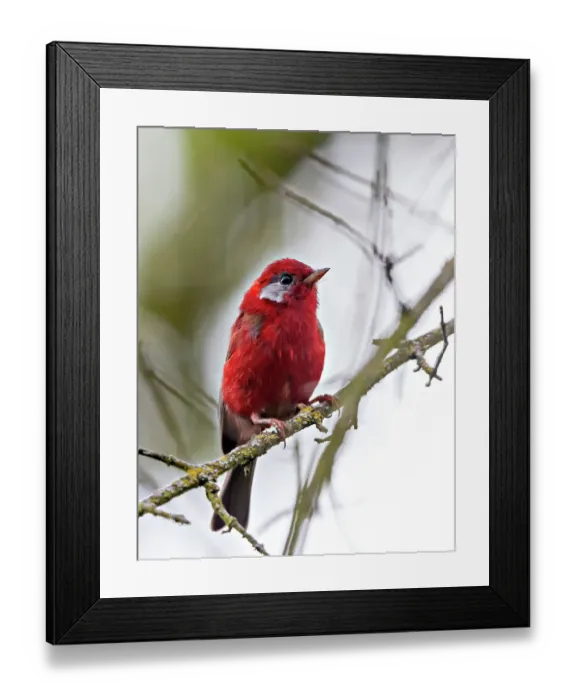 Framed Print : Red warbler (Cardellina rubra) perched on branch. Milpa Alta forest, outskirts of Mexico City, September Framed Print : Red warbler (Cardellina rubra) perched on branch. Milpa Alta forest, outskirts of Mexico City, September