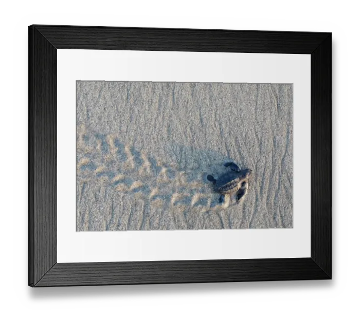 Framed Print : Olive ridley turtle (Lepidochelys olivacea) hatchling, newborn, walking towards Pacific Ocean during arribada, mass nesting event. Pacific coast, Oaxaca state, Mexico. November Framed Print : Olive ridley turtle (Lepidochelys olivacea) hatchling, newborn, walking towards Pacific Ocean during arribada, mass nesting event. Pacific coast, Oaxaca state, Mexico. November