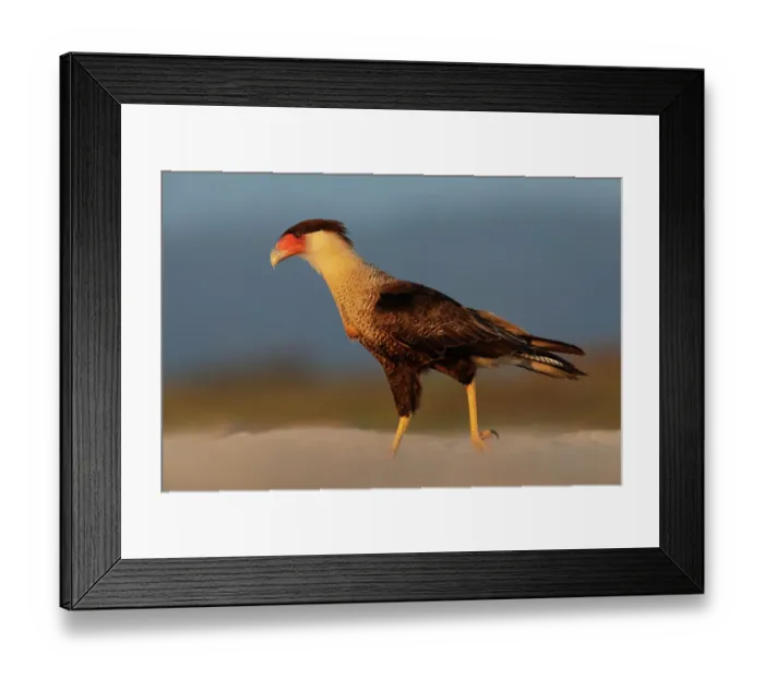 Framed Print : Crested caracara (Caracara cheriway), adult, walking on beach. Pacific coast, Oaxaca state, Mexico. November