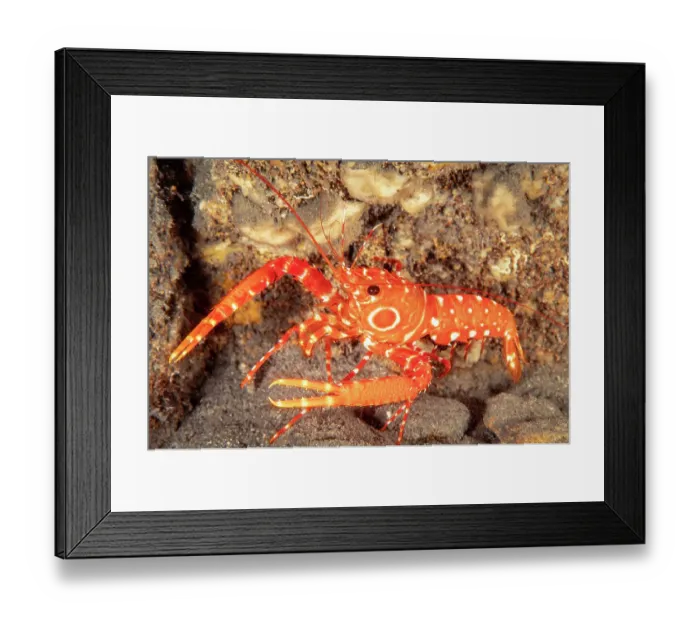 Framed Print : Bullseye reef lobster (Hoplometopus holthuisi) on rocky seabed, Hawaii, Pacific Ocean Framed Print : Bullseye reef lobster (Hoplometopus holthuisi) on rocky seabed, Hawaii, Pacific Ocean