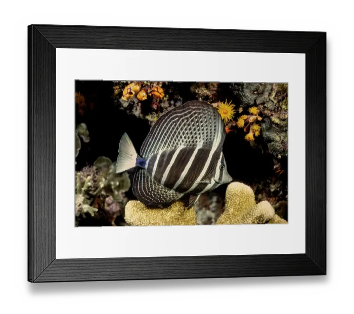Framed Print : Sailfin tang (Zebrasoma veliferum) on coral reef at night, Indonesia, Indo-Pacific Framed Print : Sailfin tang (Zebrasoma veliferum) on coral reef at night, Indonesia, Indo-Pacific