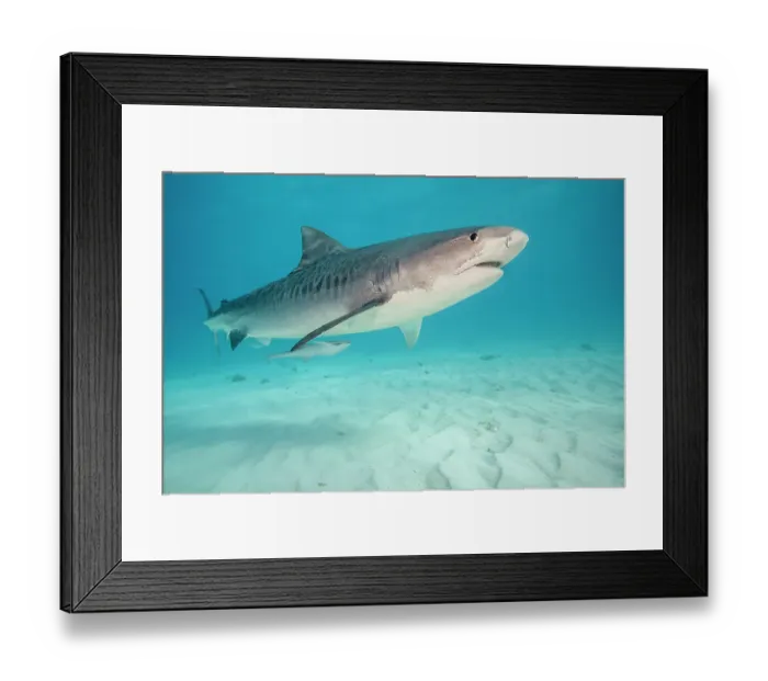 Framed Print : Tiger shark (Galeocerdo cuvier) swimming over sandy seabed, Tiger Beach. Bahamas, Atlantic Ocean Framed Print : Tiger shark (Galeocerdo cuvier) swimming over sandy seabed, Tiger Beach. Bahamas, Atlantic Ocean