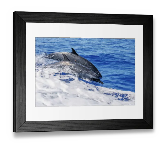 Framed Print : Two Pantropical spotted dolphins (Stenella attenuata) side by side, porpoising. Both animals have wounds on their bodies inflicted by Cookie cutter shark (Isistius brasiliensis), Hawaii, Pacific Ocean Framed Print : Two Pantropical spotted dolphins (Stenella attenuata) side by side, porpoising. Both animals have wounds on their bodies inflicted by Cookie cutter shark (Isistius brasiliensis), Hawaii, Pacific Ocean