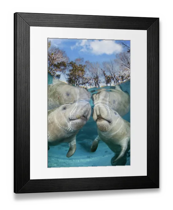 Framed Print : Two Florida manatees (Trichechus manatus latirostris) close to the surface in shallow water, Three Sisters Spring, Crystal River, Florida, USA. Endangered Framed Print : Two Florida manatees (Trichechus manatus latirostris) close to the surface in shallow water, Three Sisters Spring, Crystal River, Florida, USA. Endangered