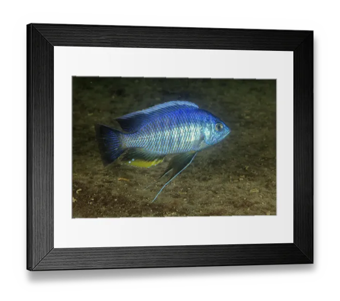 Framed Print : Small green utaka cichlid (Nyassachromis leuciscus) swimming. Thumbi West island, Lake Malawi, Malawi Framed Print : Small green utaka cichlid (Nyassachromis leuciscus) swimming. Thumbi West island, Lake Malawi, Malawi