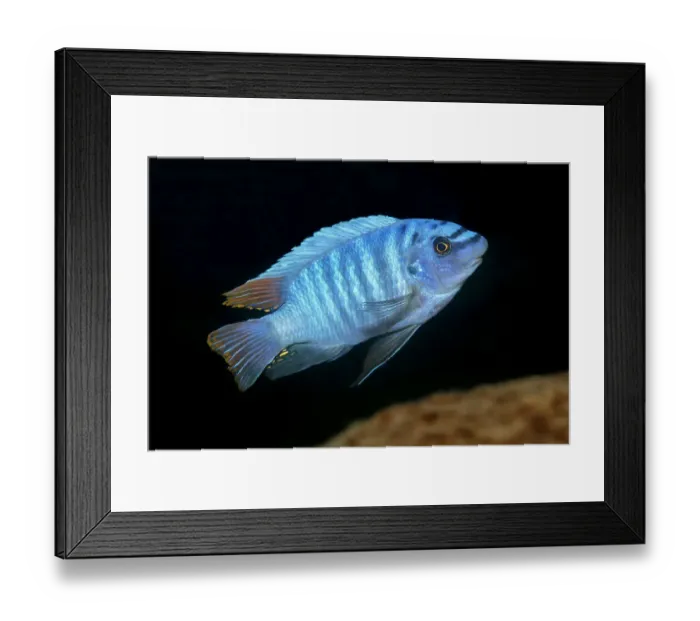 Framed Print : Scrapemouth mbuna cichlid (Labeotropheus trewavasae) swimming. Thumbi West island, Lake Malawi, Malawi Framed Print : Scrapemouth mbuna cichlid (Labeotropheus trewavasae) swimming. Thumbi West island, Lake Malawi, Malawi