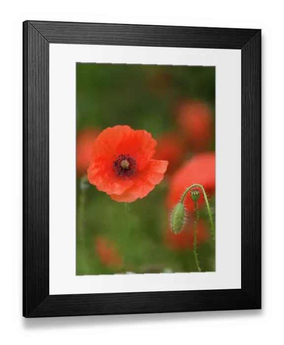 Framed Print : Common poppy (Papaver rhoeas) flower with bud and seed pod, Surrey, UK. July Framed Print : Common poppy (Papaver rhoeas) flower with bud and seed pod, Surrey, UK. July