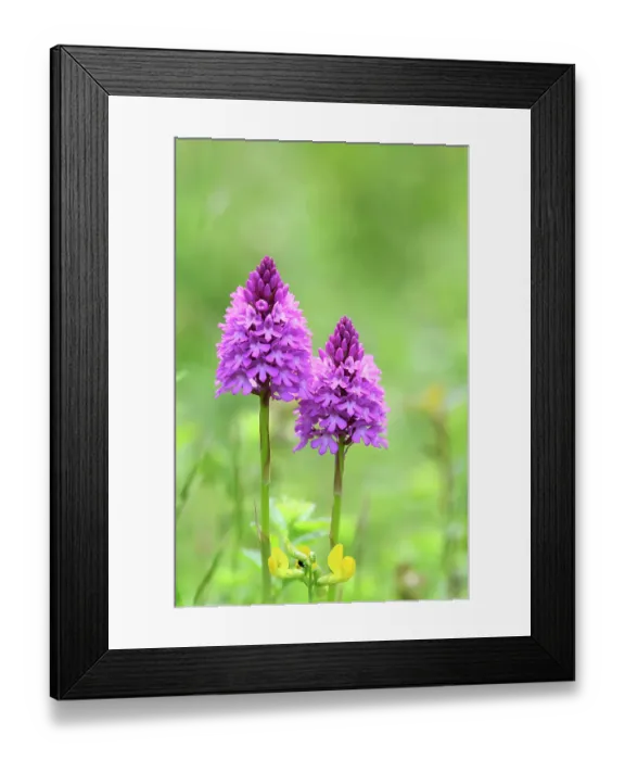 Framed Print : Pyramidal orchid (Anacamptis pyramidalis) in flower, Hampshire, UK June. Focus stacked Framed Print : Pyramidal orchid (Anacamptis pyramidalis) in flower, Hampshire, UK June. Focus stacked