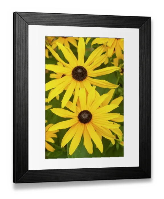 Framed Print : Black eyed susan (Rudbeckia hirta) cultivated form, in flower Framed Print : Black eyed susan (Rudbeckia hirta) cultivated form, in flower