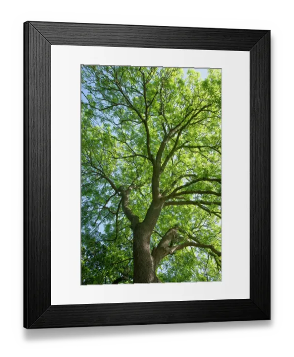 Framed Print : Ash (Fraxinus excelsior) tree in spring. Surrey, UK. May Framed Print : Ash (Fraxinus excelsior) tree in spring. Surrey, UK. May