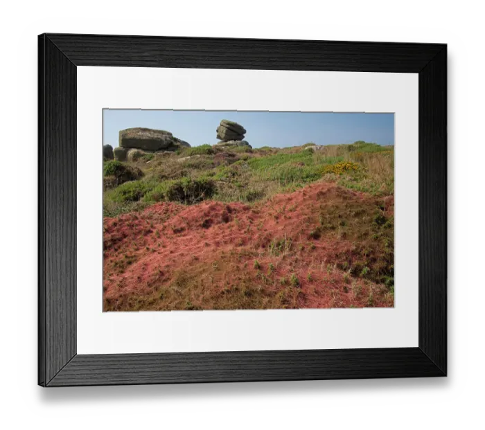 Framed Print : Common dodder (Cuscuta epithymum) parasitic on Gorse (Ulex sp. ), Land's End, Cornwall, UK. September Framed Print : Common dodder (Cuscuta epithymum) parasitic on Gorse (Ulex sp. ), Land's End, Cornwall, UK. September