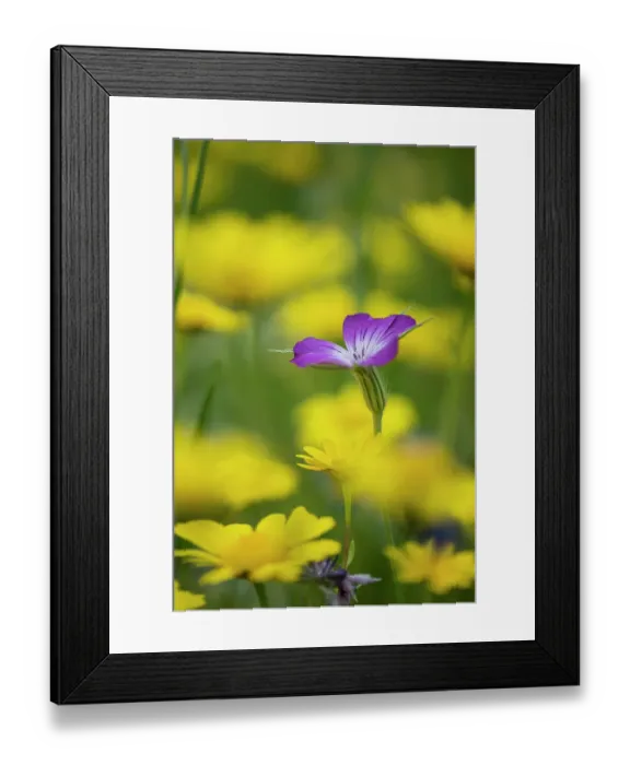 Framed Print : Corncockle (Agrostemma githago) and Corn marigolds (Chrysanthemum segetum) flowering in sown wildflower meadow, Surrey, UK. March Framed Print : Corncockle (Agrostemma githago) and Corn marigolds (Chrysanthemum segetum) flowering in sown wildflower meadow, Surrey, UK. March