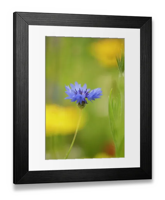 Framed Print : Cornflower (Centaurea cyanus) in flower, Surrey, UK. March Framed Print : Cornflower (Centaurea cyanus) in flower, Surrey, UK. March