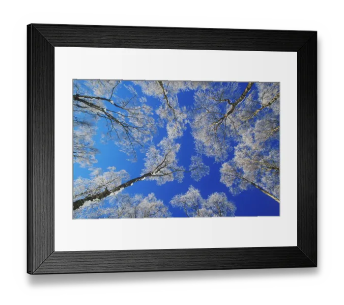 Framed Print : Silver birch (Betula pendula) trees coated in hoar frost in winter, view up into canopy against blue sky, UK. January Framed Print : Silver birch (Betula pendula) trees coated in hoar frost in winter, view up into canopy against blue sky, UK. January