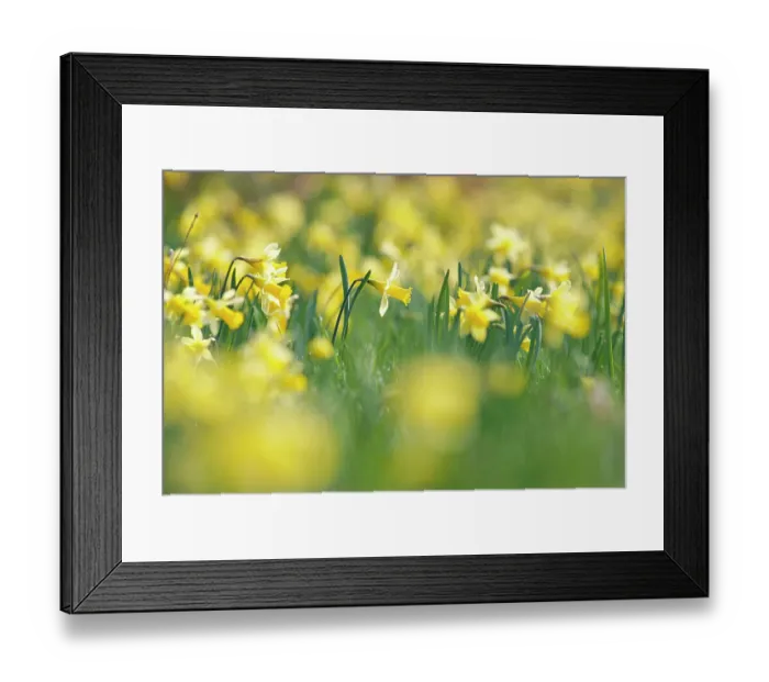 Framed Print : Wild daffodils {Narcissus pseudonarcissus} Gloucestershire, UK Framed Print : Wild daffodils {Narcissus pseudonarcissus} Gloucestershire, UK