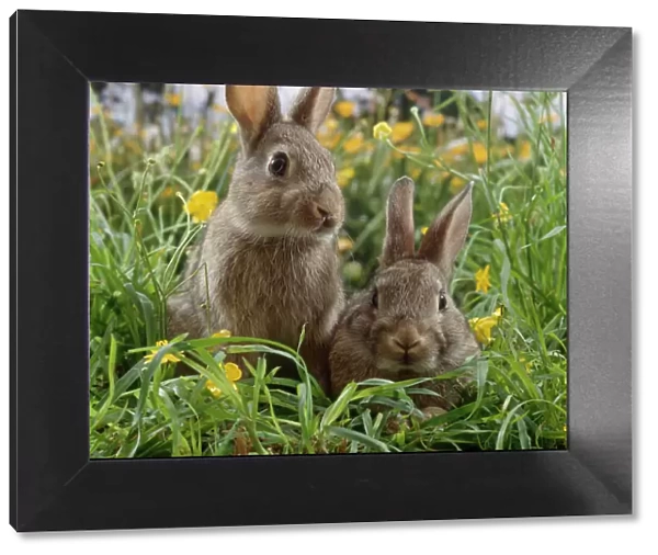 Two young European wild rabbits {Oryctolagus cuniculus} amongst Buttercups in a field