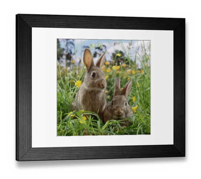 Framed Print : Two young European wild rabbits {Oryctolagus cuniculus} amongst Buttercups in a field Framed Print : Two young European wild rabbits {Oryctolagus cuniculus} amongst Buttercups in a field