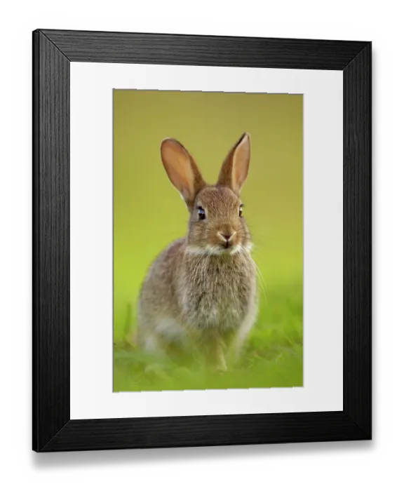 Framed Print : Young European rabbit (Oryctolagus cuniculus) sitting alert in the last rays of evening light, Norfolk, UK, June Framed Print : Young European rabbit (Oryctolagus cuniculus) sitting alert in the last rays of evening light, Norfolk, UK, June