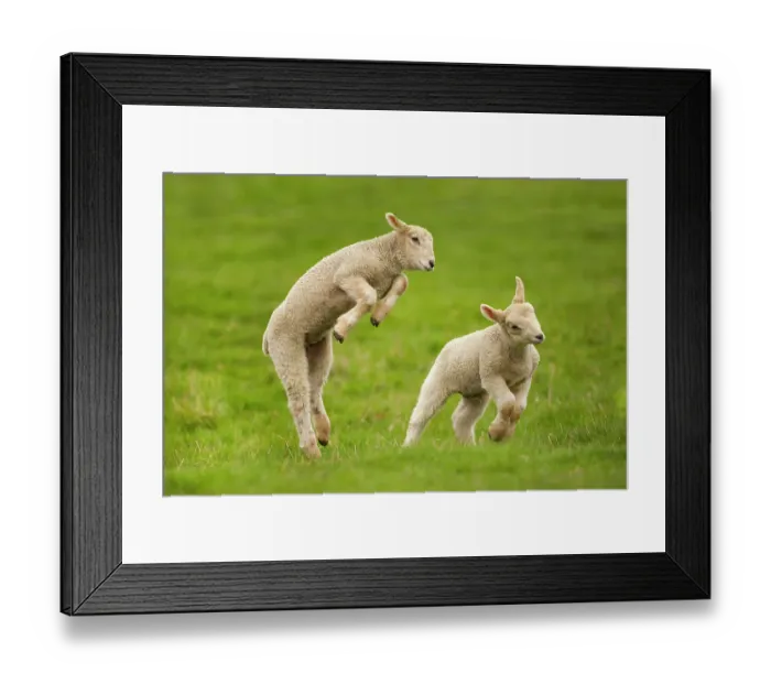 Framed Print : Domestic sheep, lambs playing in field, Goosehill Farm, Buckinghamshire, UK, April 2005 Framed Print : Domestic sheep, lambs playing in field, Goosehill Farm, Buckinghamshire, UK, April 2005
