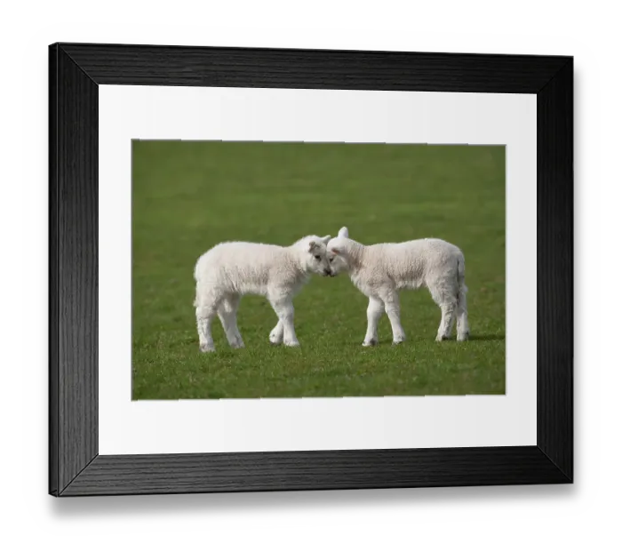 Framed Print : Domestic sheep, two lambs play head-butting in a field, Norfolk, UK, March Framed Print : Domestic sheep, two lambs play head-butting in a field, Norfolk, UK, March