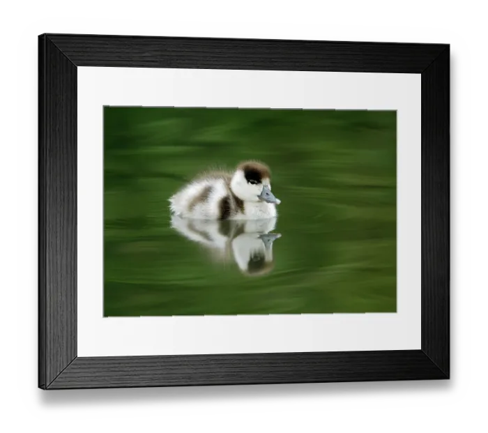 Framed Print : Common shelduck (Tadorna tadorna) duckling on water, Slimbridge, Gloucestershire, UK, June Framed Print : Common shelduck (Tadorna tadorna) duckling on water, Slimbridge, Gloucestershire, UK, June